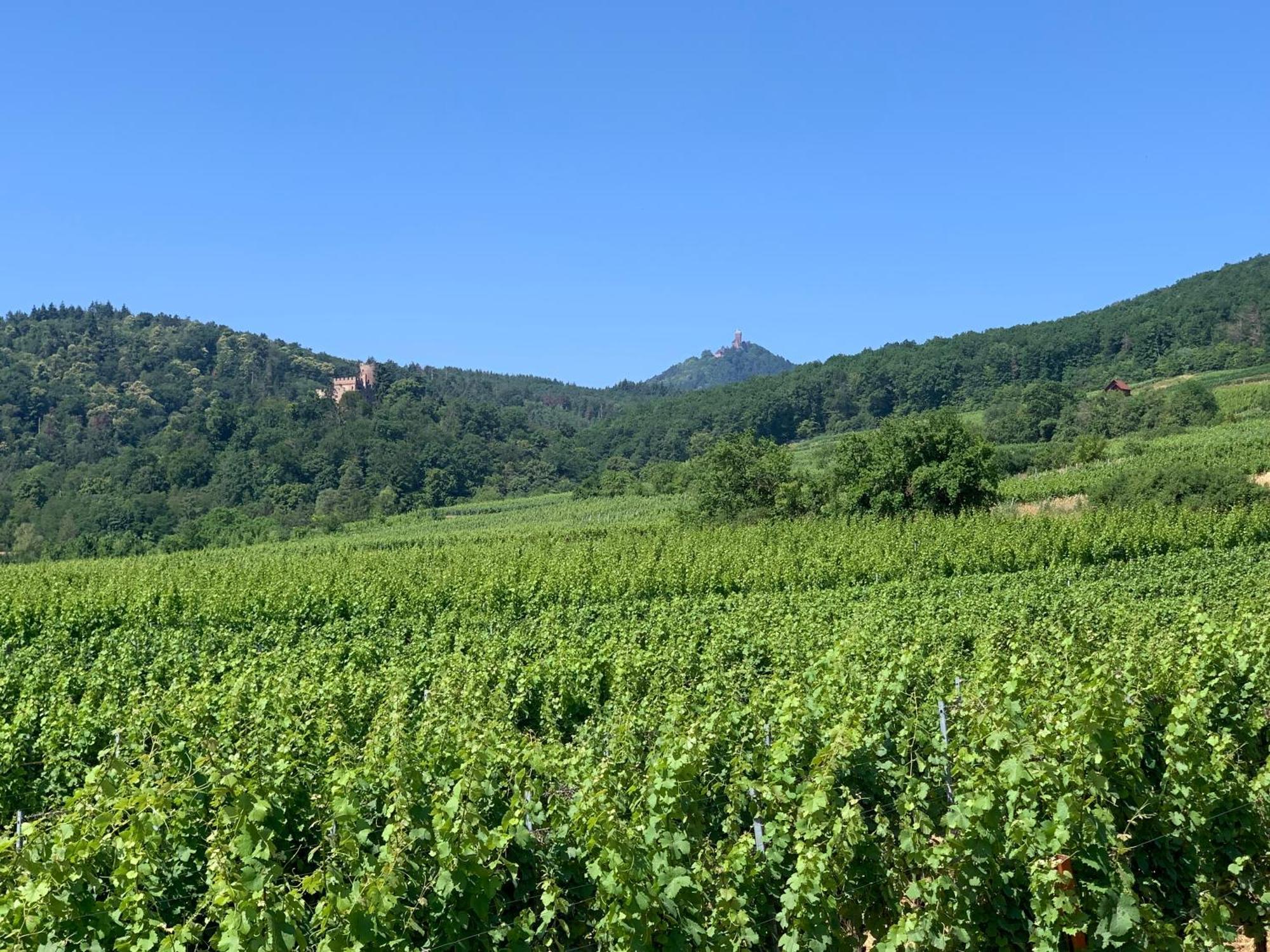 Bonne Idee - Suite Georges - Meuble De Tourisme 4 Etoiles Chatenois  Bagian luar foto